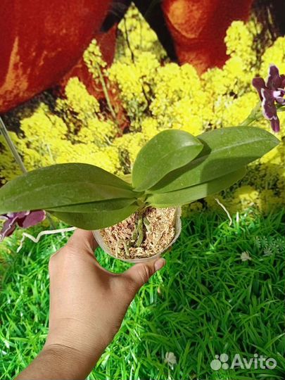 Орхидея фаленопсис бабочка