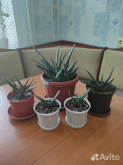 Кактусы и суккуленты