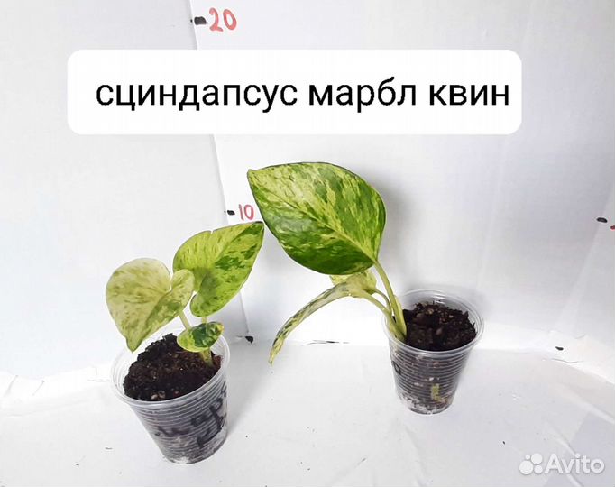 Фикус, сциндапсус эпипремнум филодендрон