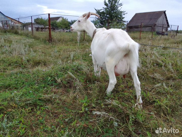 Продам коз