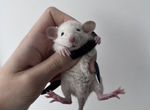 Крысята из питомника доставка РФ