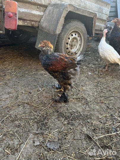 Петух брама