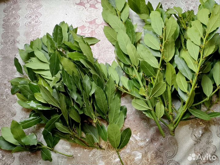 Лавровый лист