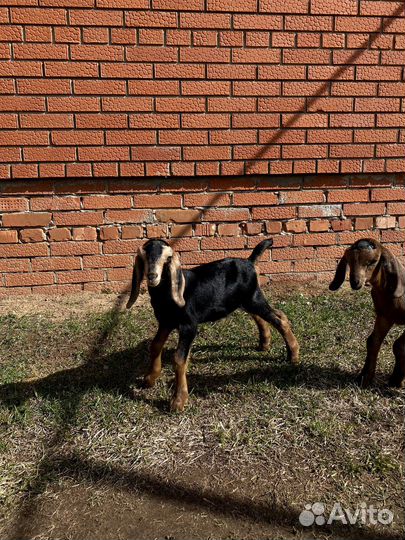 Козлики Камори-Нубийские