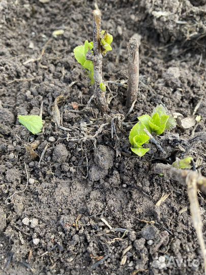 Садовые многолетники.,Мелисса,гвоздика