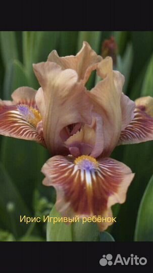 Ирис и многое другое