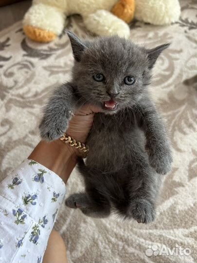 Шотландская