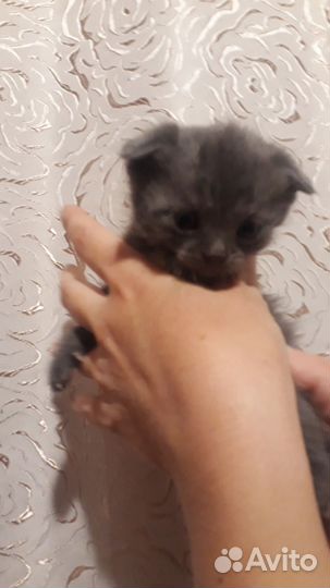 Котята