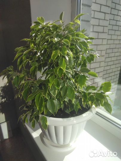 Комнатные цветы