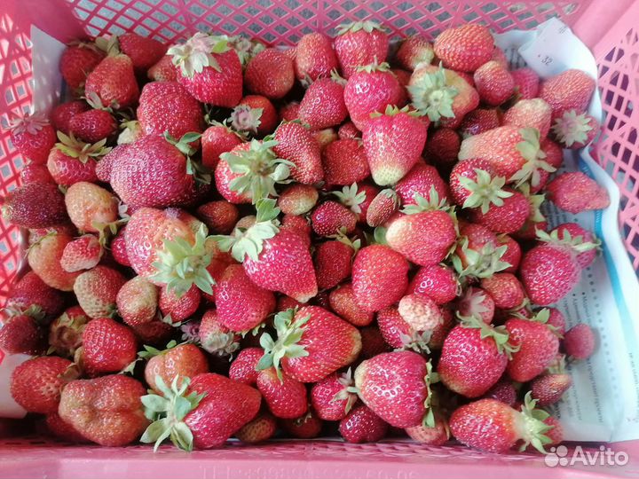 Клубника Байкальская