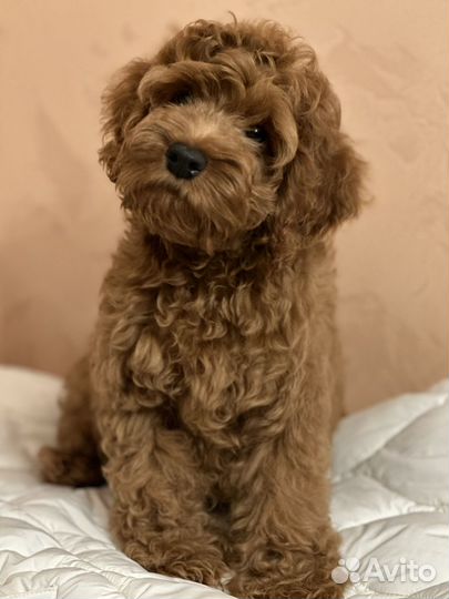 Собака кокапу