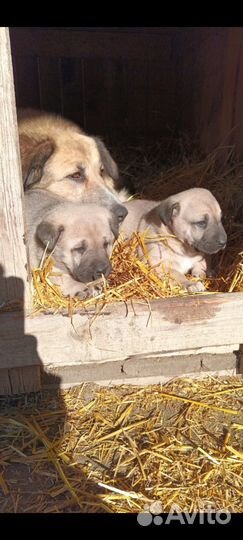 Собака алабай щенки
