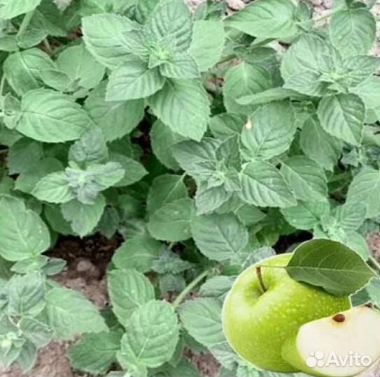 Лук и не только