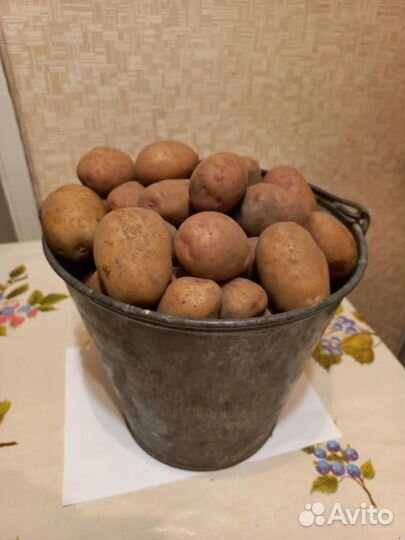 Продам картофель