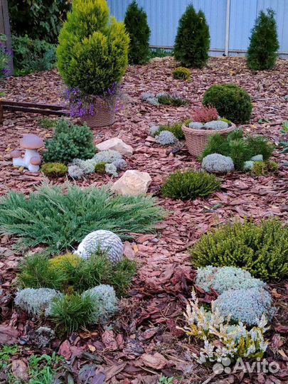 Кора лиственницы и сосны