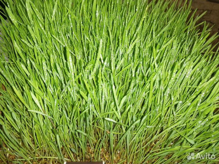 Домашние куриные яйца