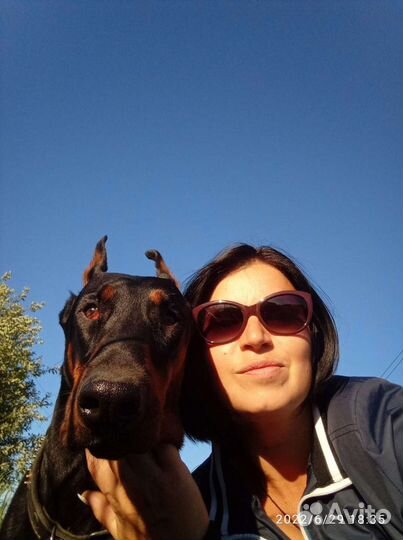 Передержка животных