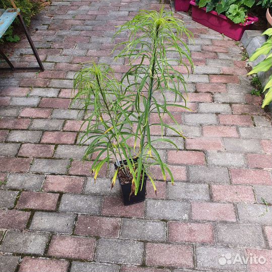 Подсолнечник иволистный