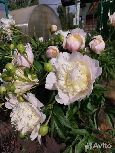 Пионы саженцы