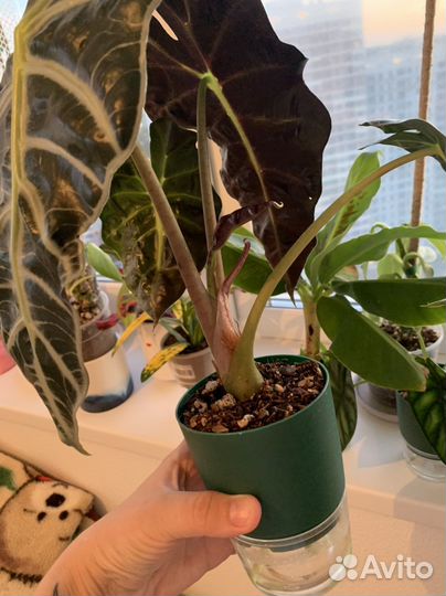 Алоказия Полли