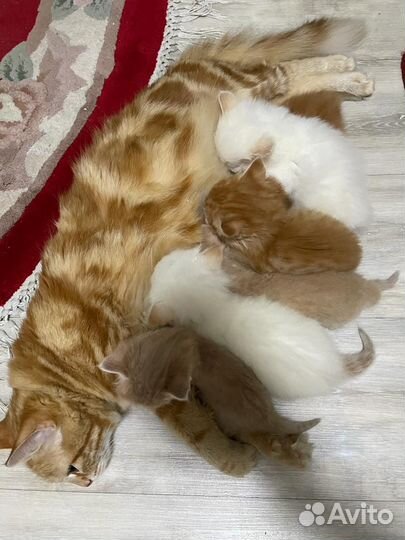 Котейки в добрые руки