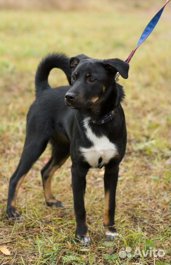 Щенок 4 месяца