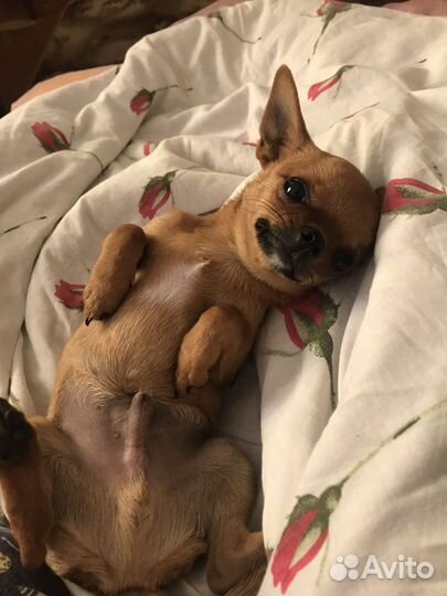 Вязка чихуахуа