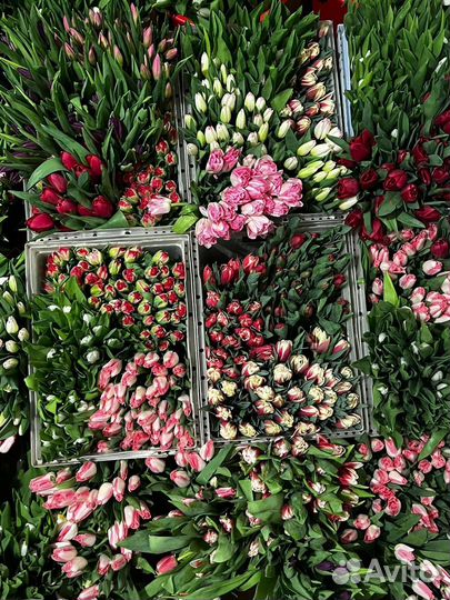 Тюльпаны оптом