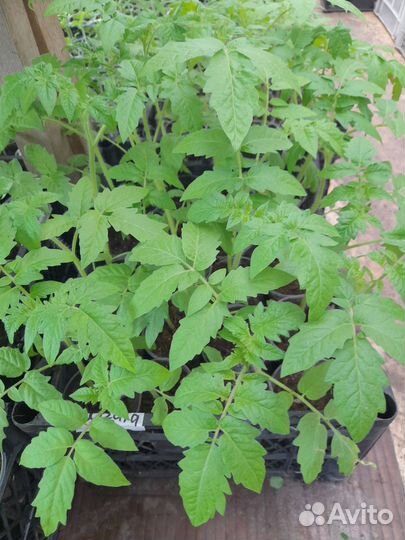 Рассада овощей