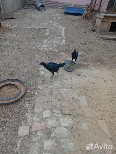 Бойцовые петухи