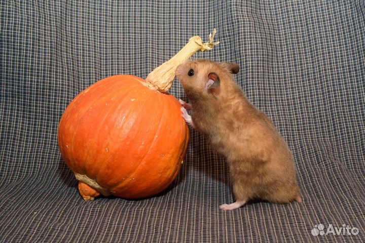 Сирийские хомяки