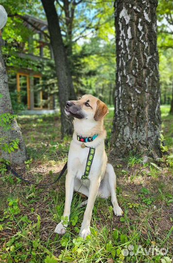 Собака из приюта в добрые руки