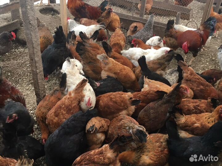 Домашние куринное яйцо