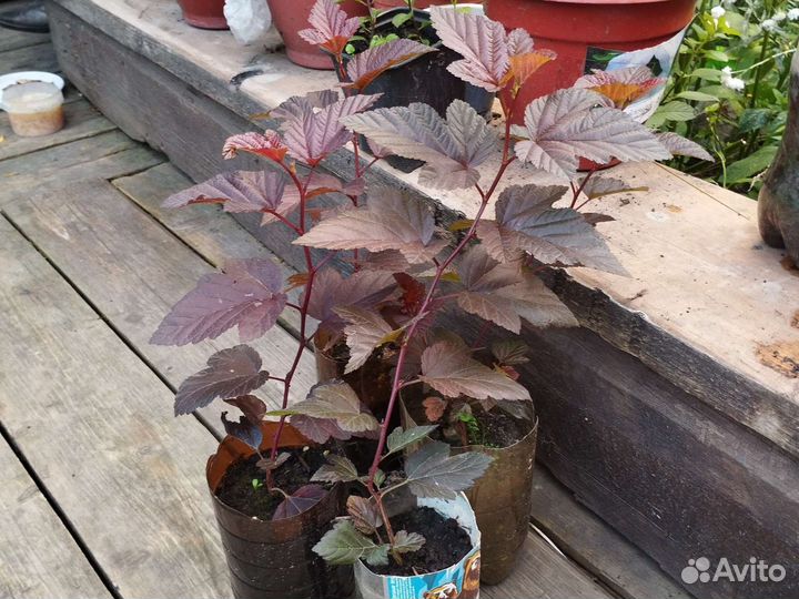 Чайная роза, пузыреплодник