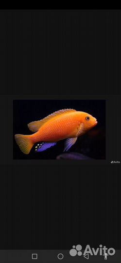 Цихлиды Еллоу Демасони Дельфин Мпанга Зебра Грунт