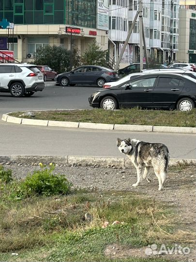 Собака хаски