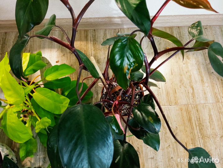 Филодендроны взрослые в ассортименте