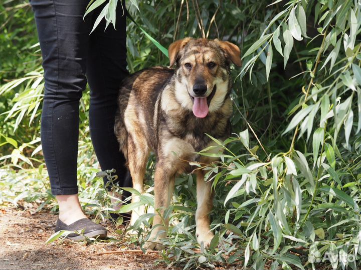 Щенок Марфуша