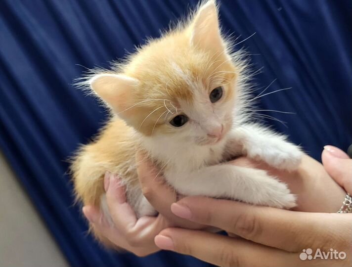 Котенок в добрые руки