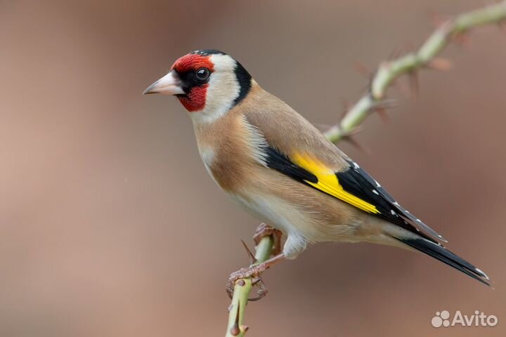 Попугаи, канарейки щеглы