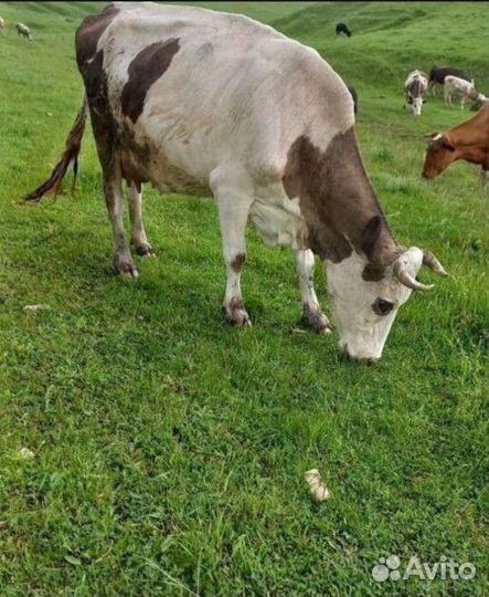 Корова с теленком