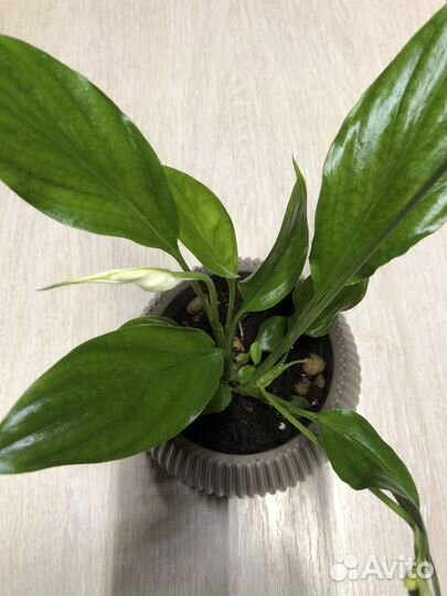 Спатифиллум мини