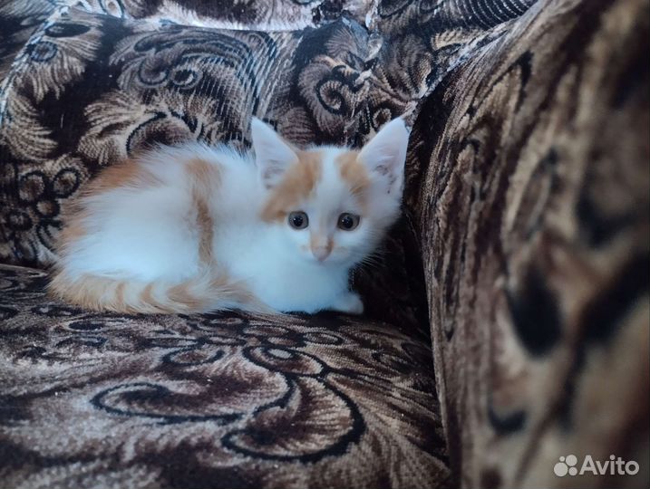 Котёнок