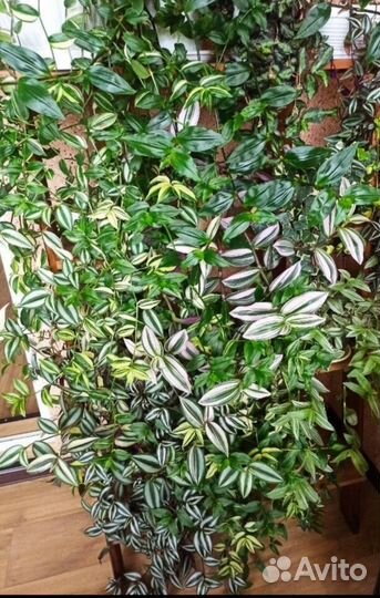 Традесканции альбом 2