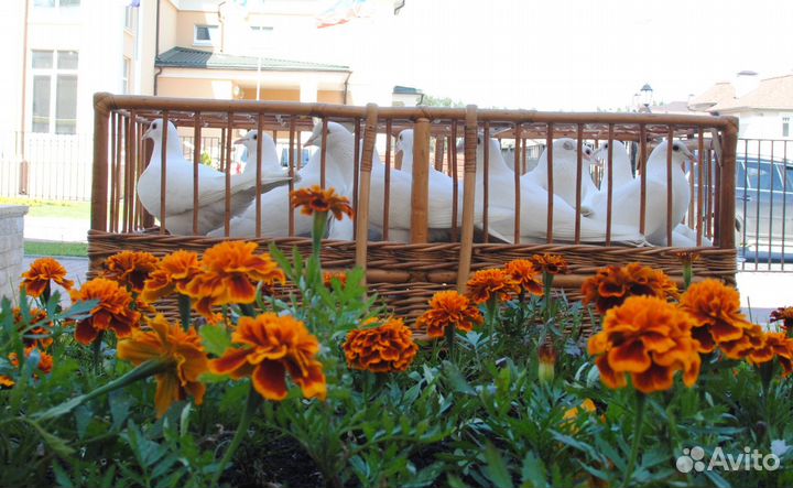 Голуби на праздники, на свадьбу