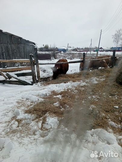 Корова высокоудойная