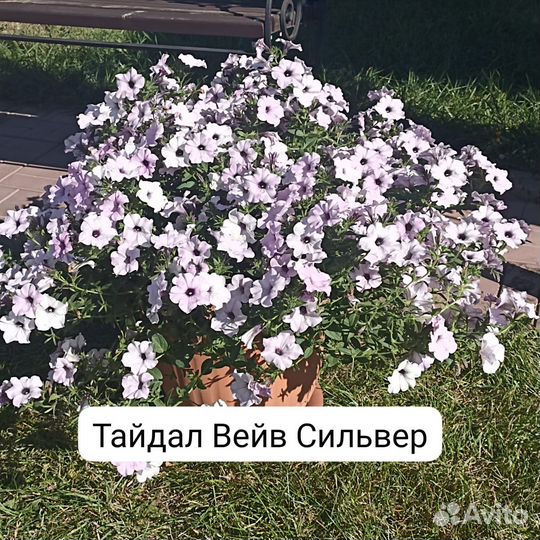 Петунии