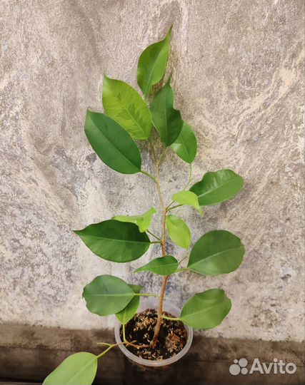 Фикус бенджамина реджинальд,бафт
