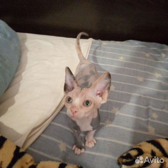 Кошечка Черепашка