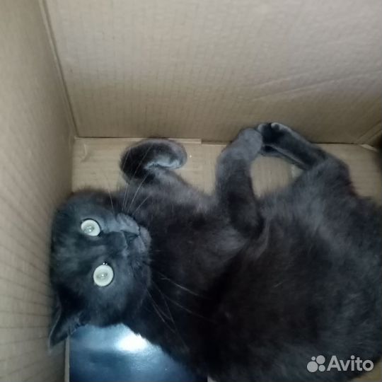 Британский кот